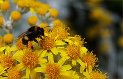 Collecte et transport de nectar - Sammlung und Beförderung von Nektar