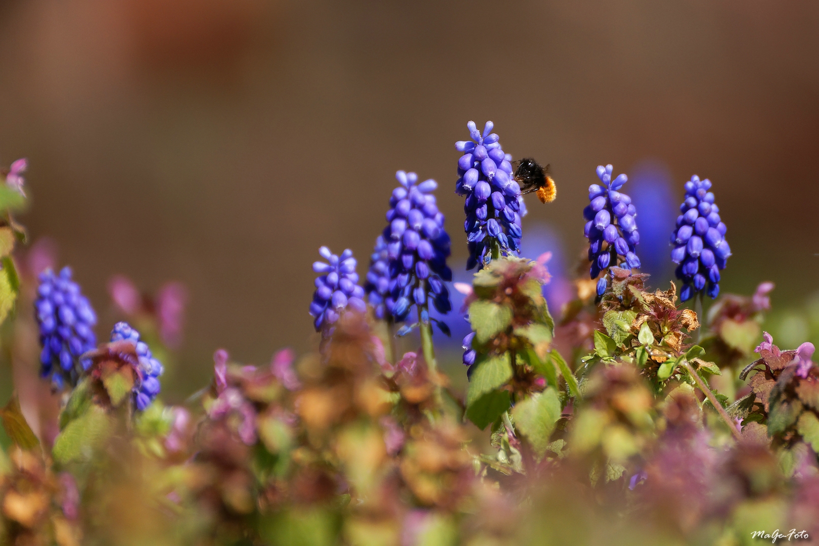 Collecteur de pollen / Pollensammler