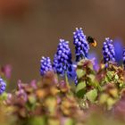 Collecteur de pollen / Pollensammler