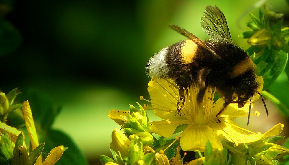 Collecting nectar