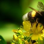 Collecting nectar