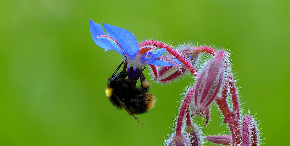 Collecting nectar 