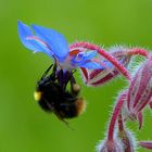 Collecting nectar 