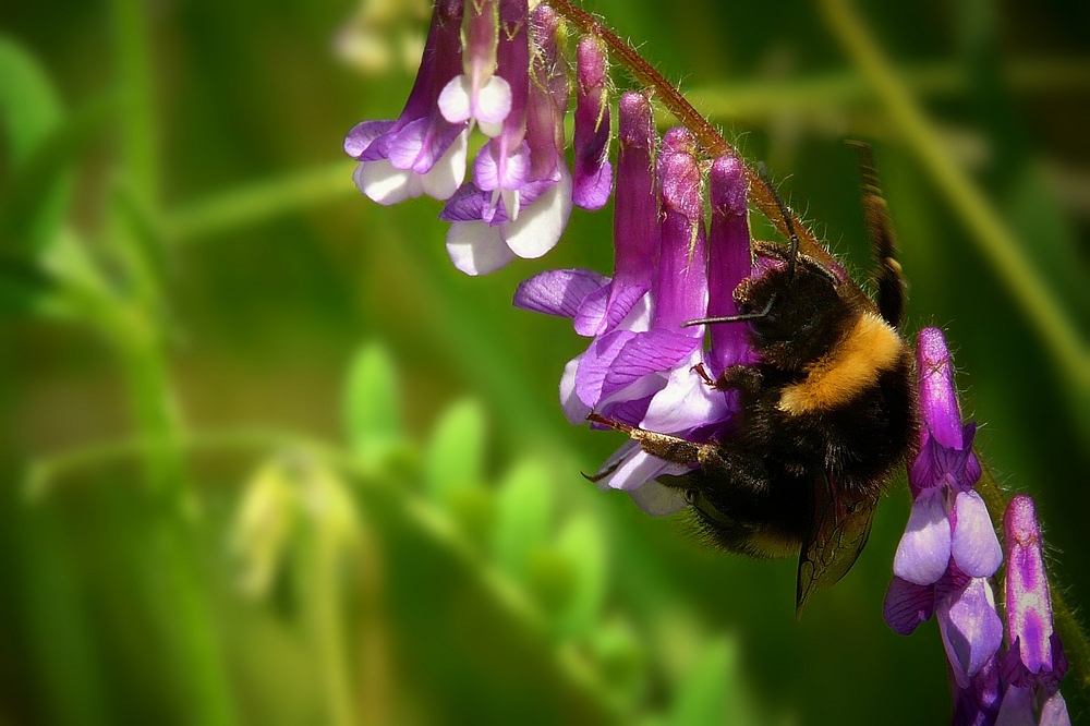 Collecting nectar