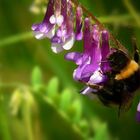 Collecting nectar