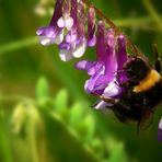 Collecting nectar