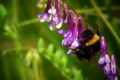 Collecting nectar