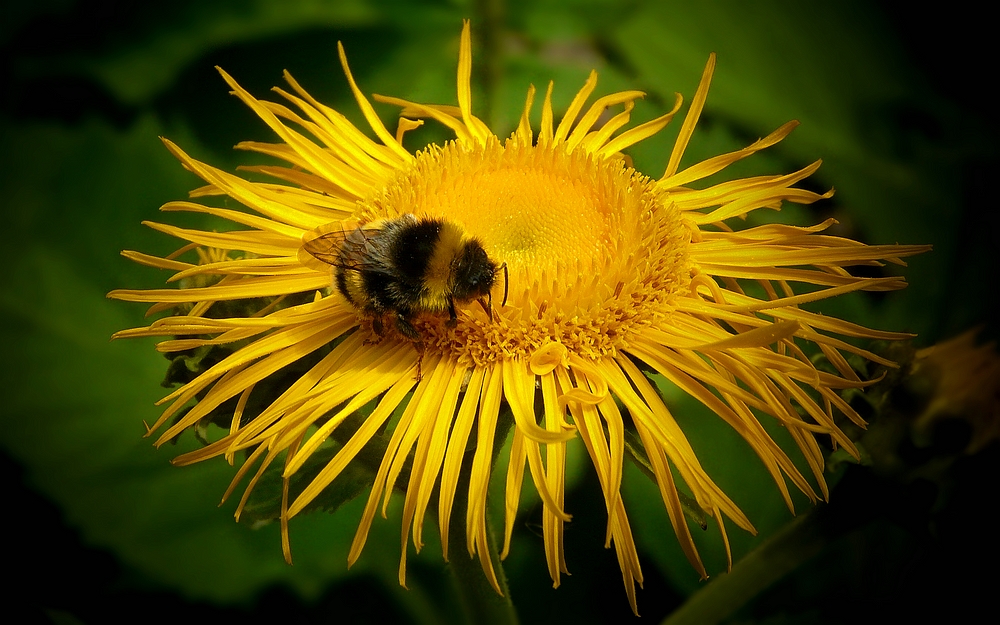 Collecting nectar