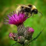 Collecting nectar