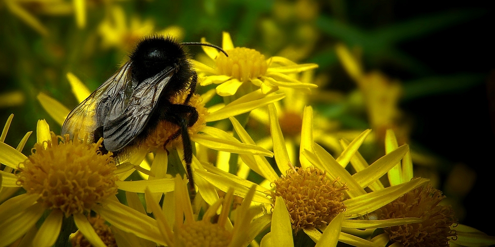 Collecting nectar