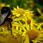 Collecting nectar