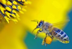 collecting pollen