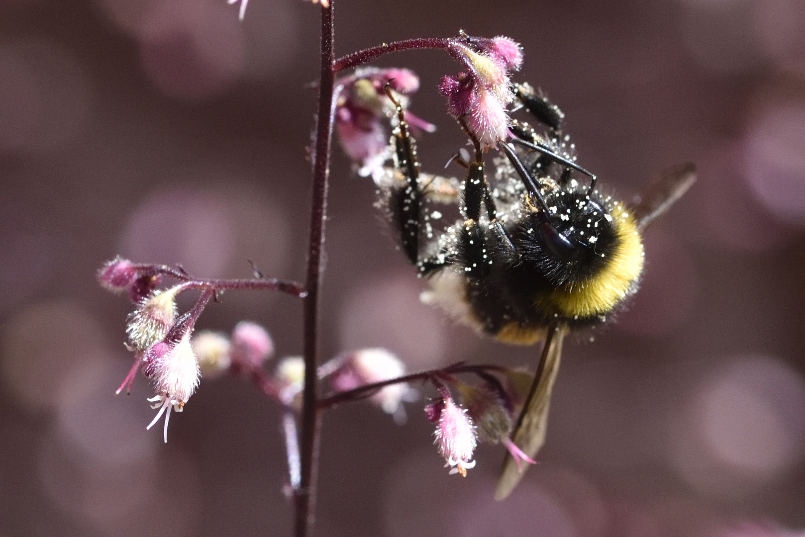 Collecting pollen