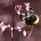 Collecting pollen