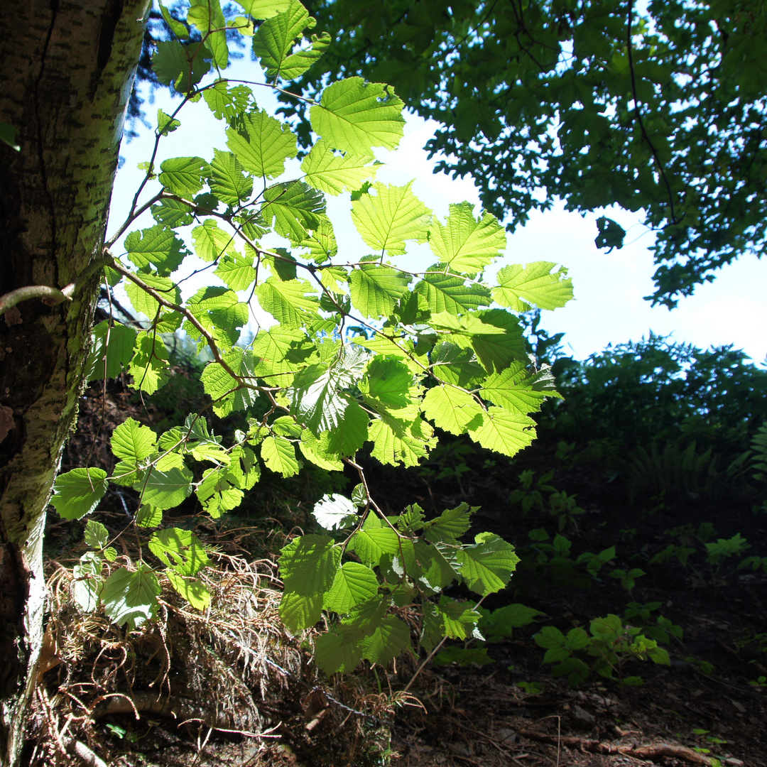 collecting sunlight