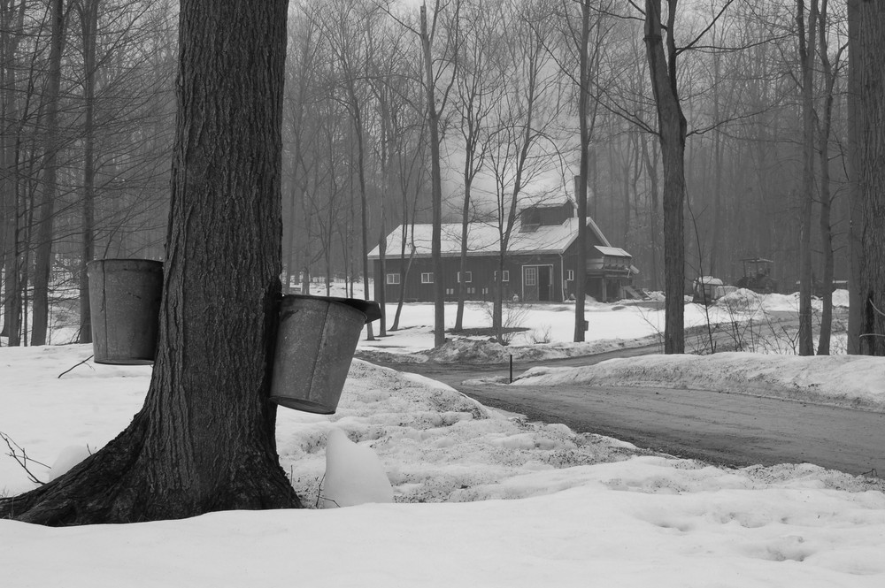 Collecting the Syrup