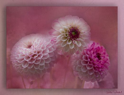 Collection d'automne .