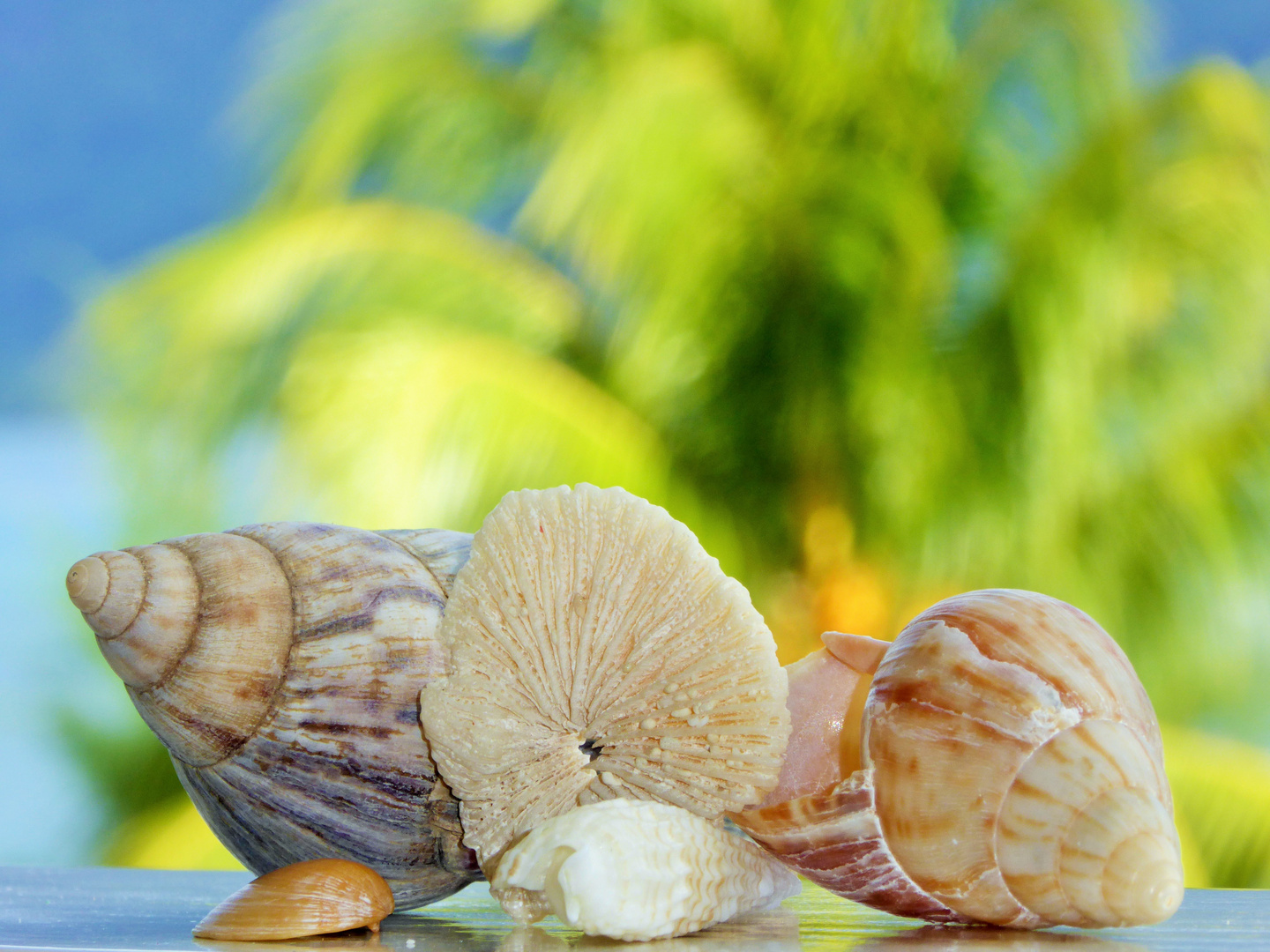 collection of seashells and coral