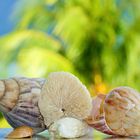 collection of seashells and coral