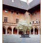 Collegium Maius 2