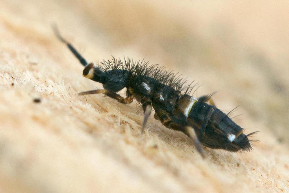 Collembola, Entomobryidae, Orchesella cincta