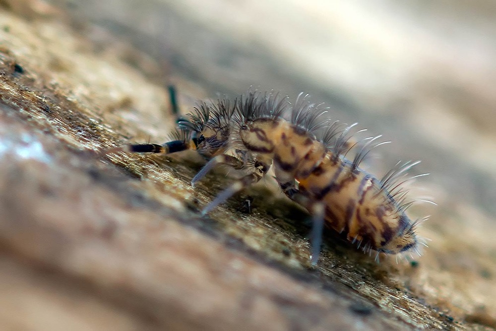 Collembola, Entomobryidae, Orchesella villosa