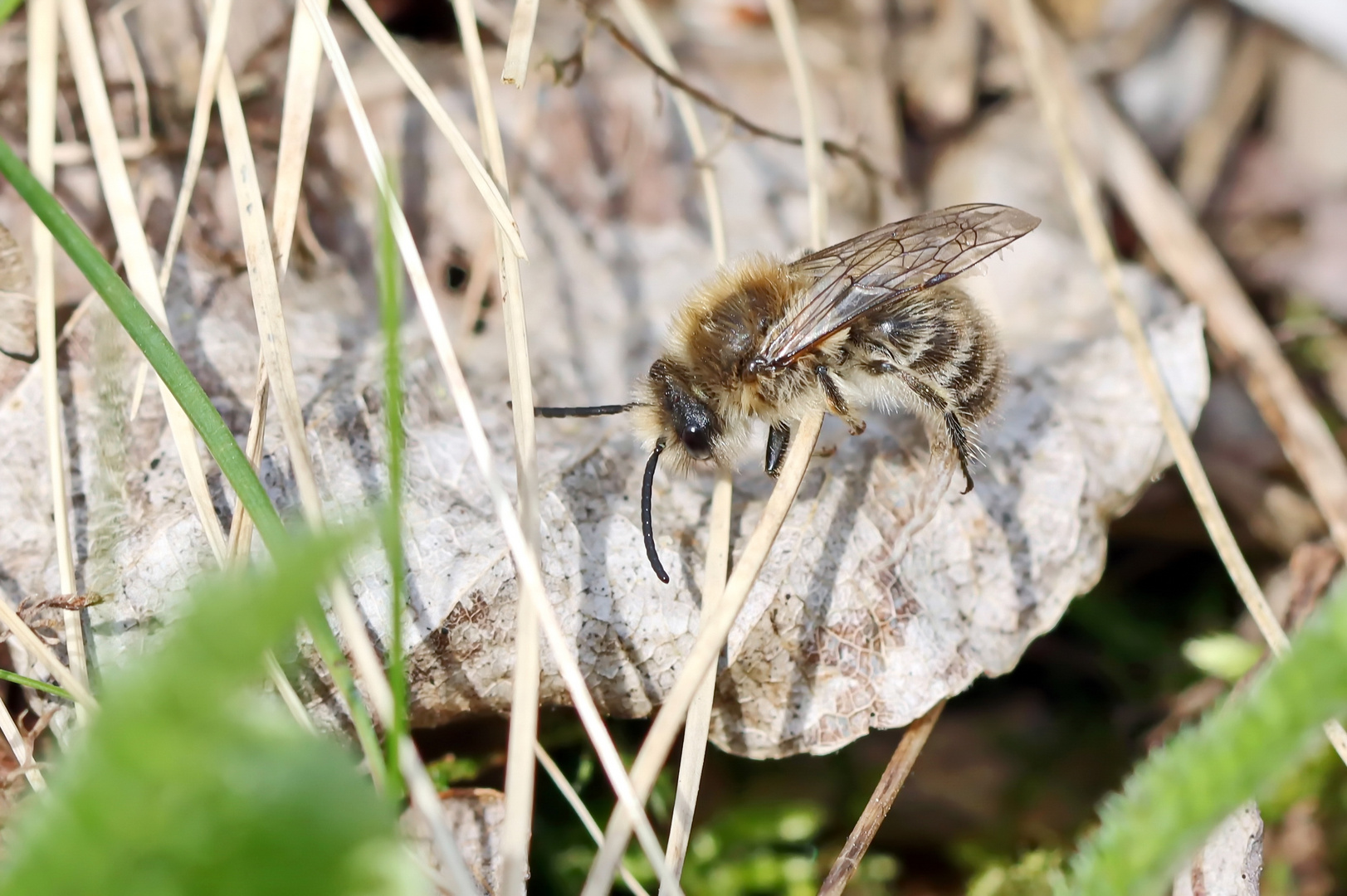 Colletes cunicularius,Männchen