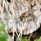 Colletes cunicularius,Männchen