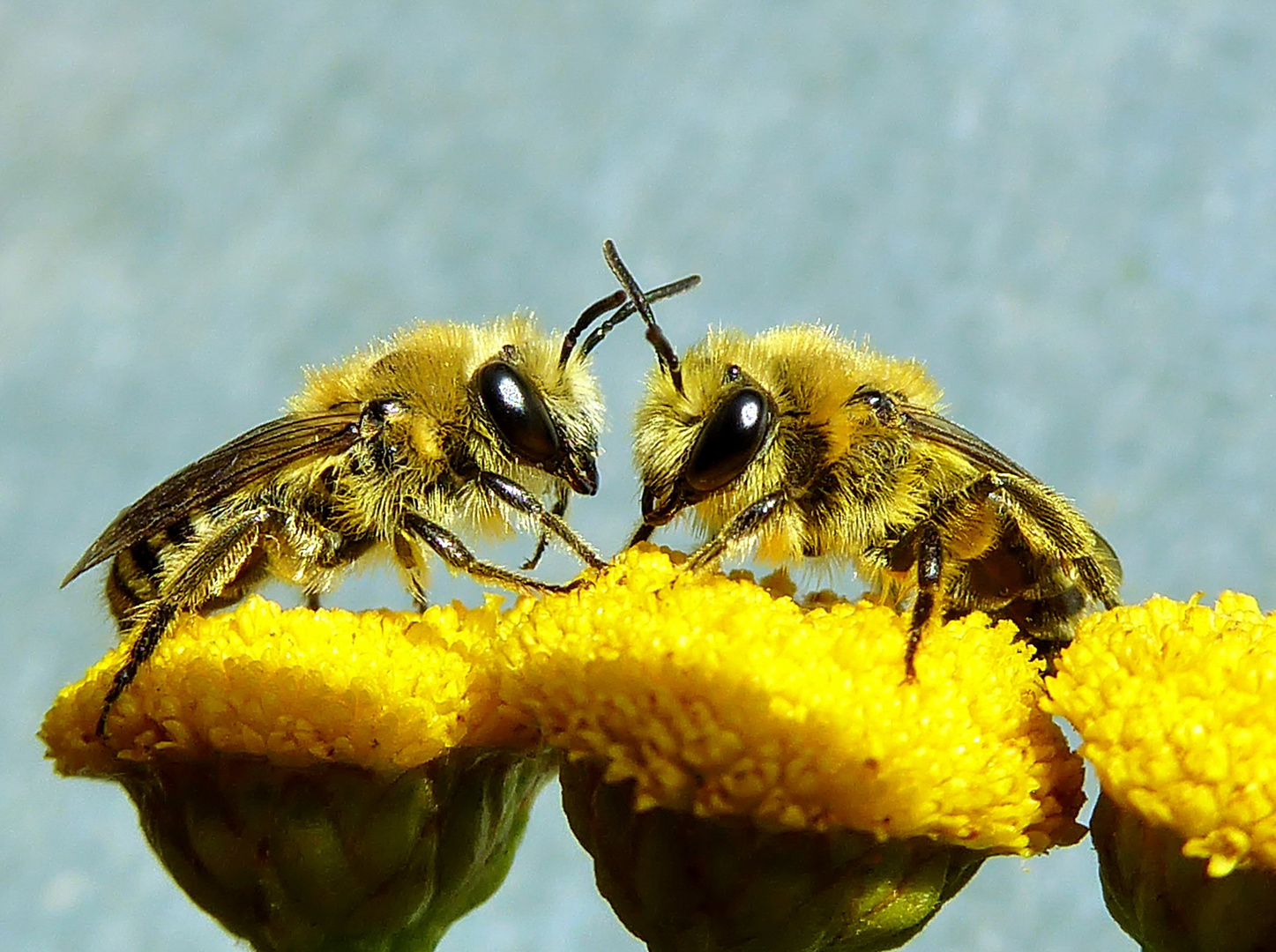 Colletes daviesanus 