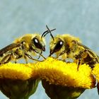 Colletes daviesanus 