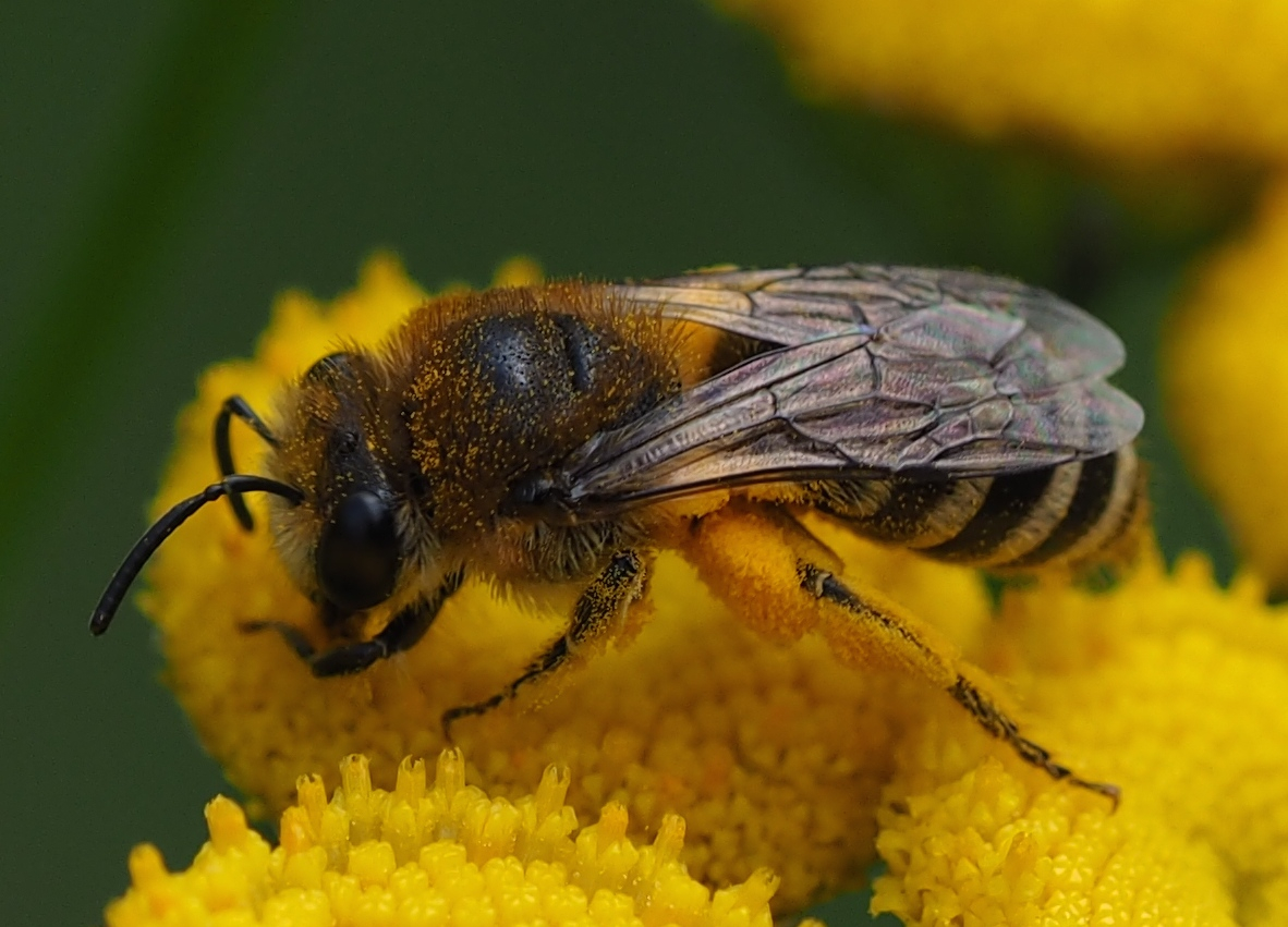 Colletes (fodiens) w