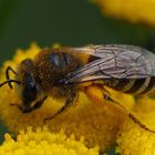 Colletes (fodiens) w