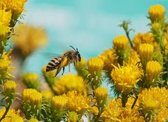 Colletes hederae an Aster linosyris