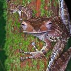 Collett's Tree Frog  Polypedates colletti  Borneo Mulu Nationalpark 2015,