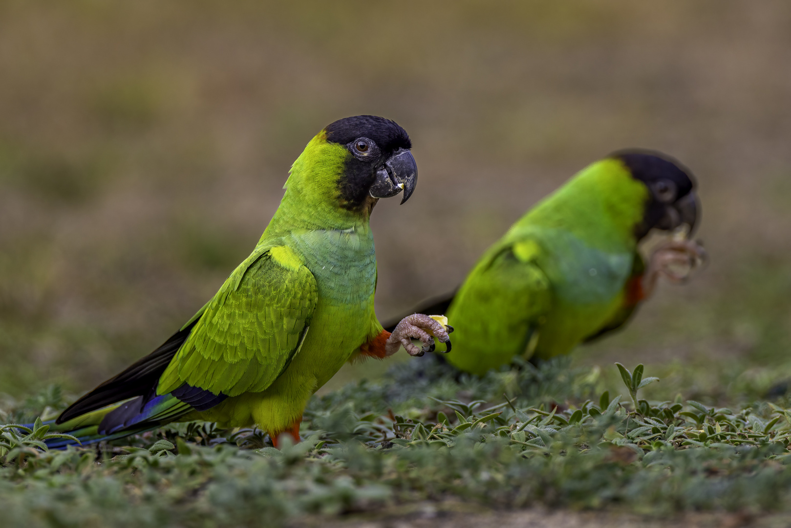 Collettsittich (Black-hooded Parakeet)