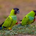 Collettsittich (Black-hooded Parakeet)