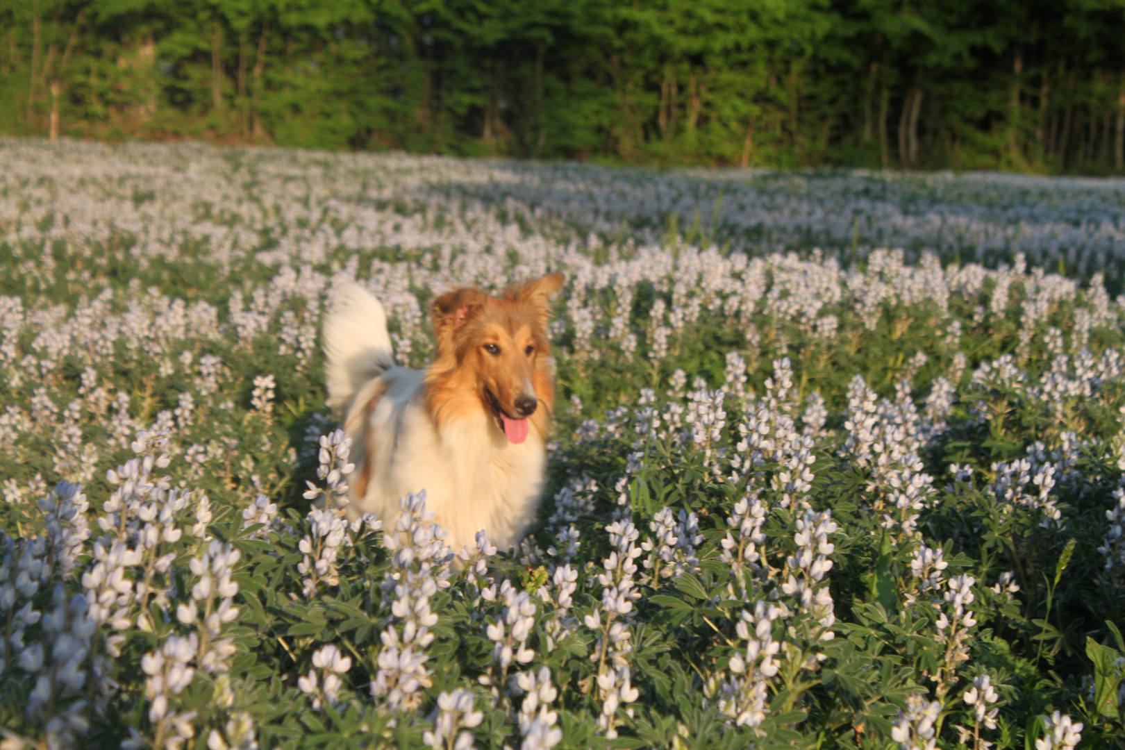 colley dans les lupins
