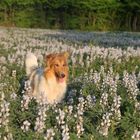 colley dans les lupins