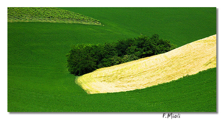 colli bolognesi