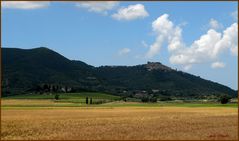 Colli di Maremma: Buriano.