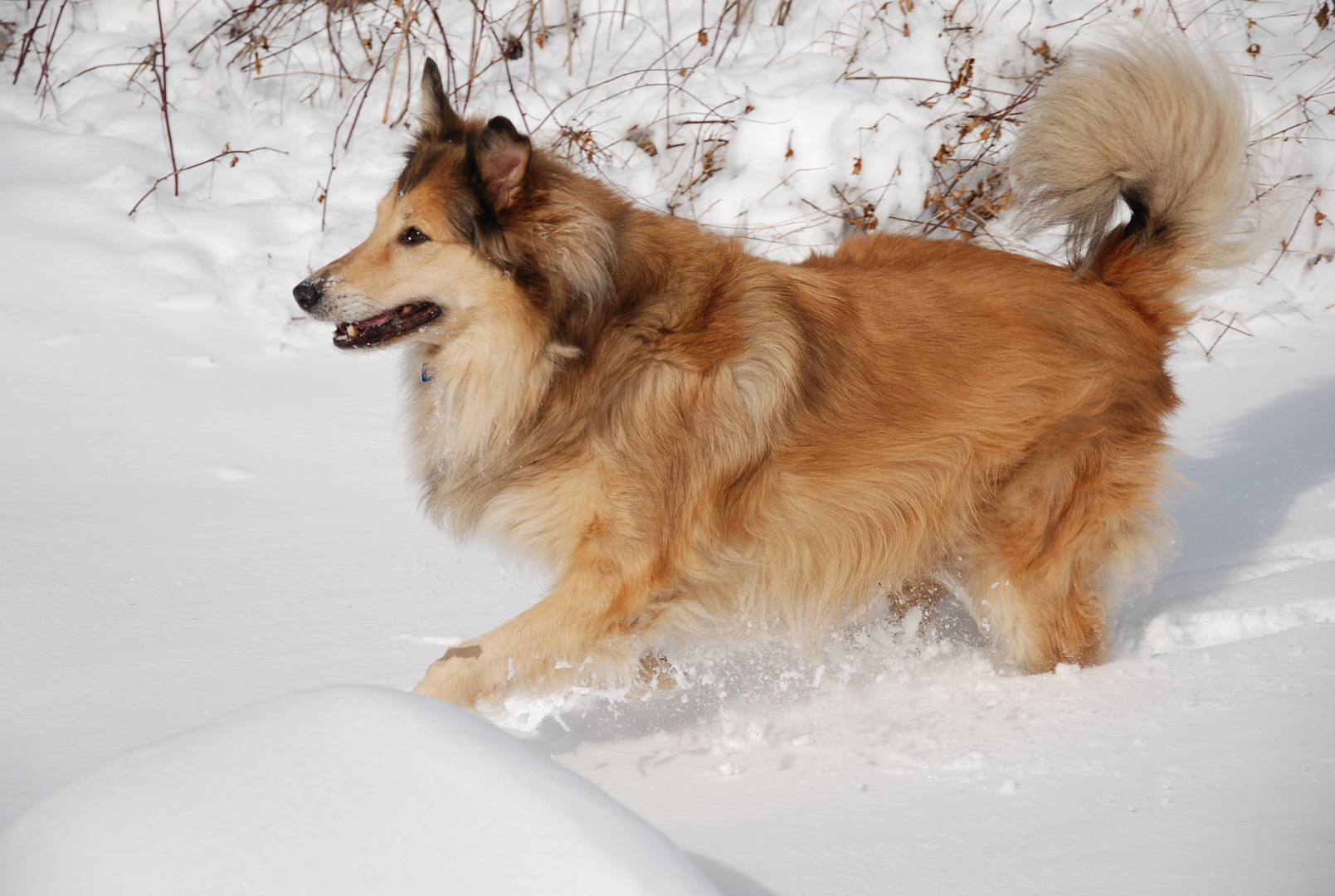 Colli im Schnee