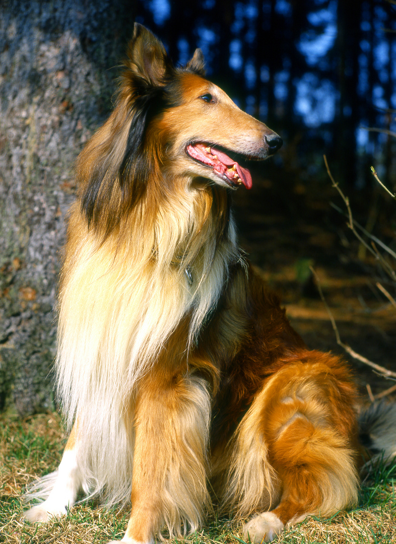 Colli, Schottischer Schäferhund