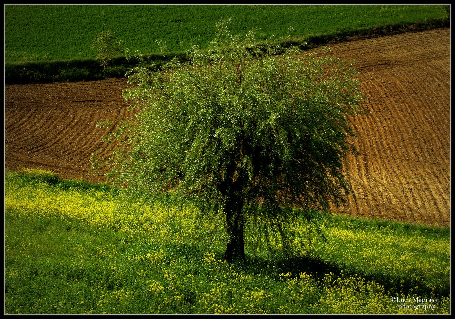 Colli tortonesi..."farnia"..