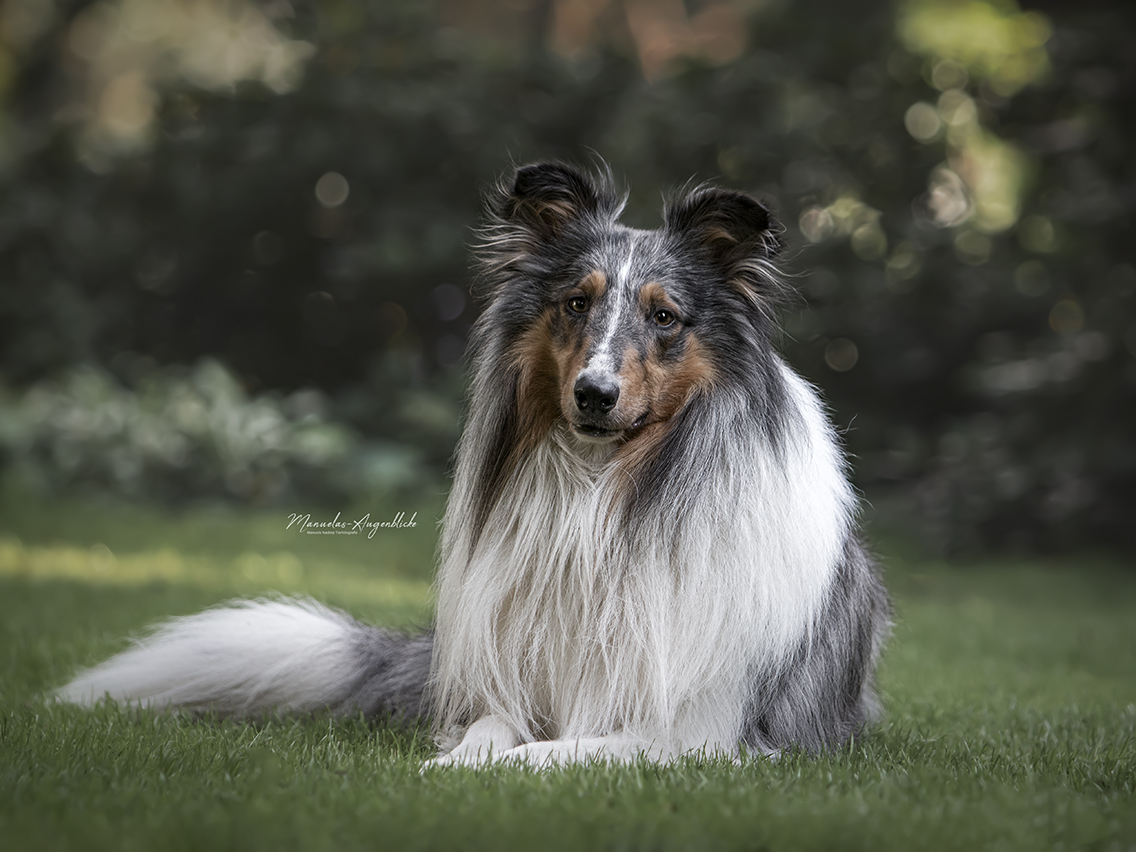 Collie 