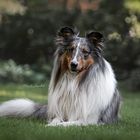 Collie 