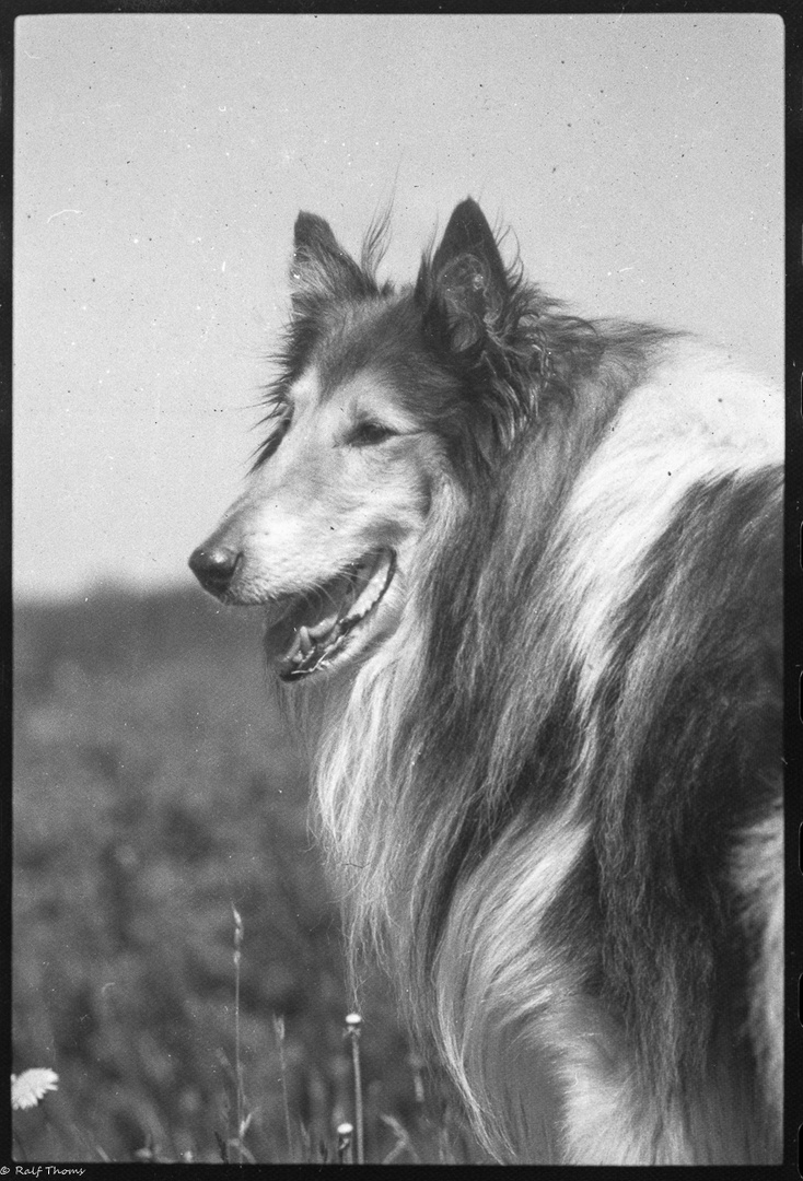 Collie 1985