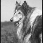 Collie 1985