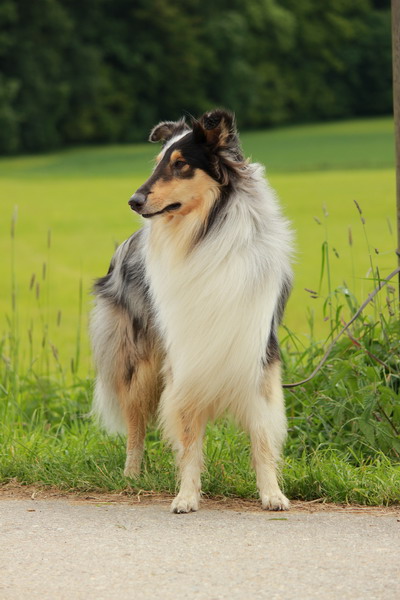 Collie