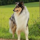 Collie