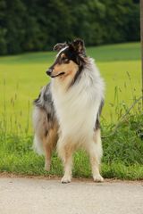 Collie